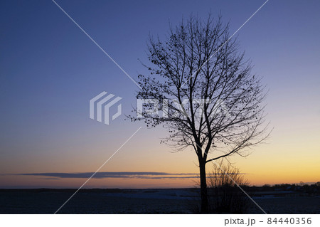 Mysterious landscape with the tree silhouette 84440356