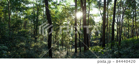 forest in the morning light and fog on trees 84440420