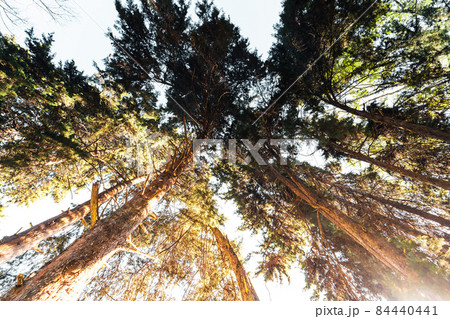 forest in the morning light and fog on trees forest in the morning light and fog on trees 84440441