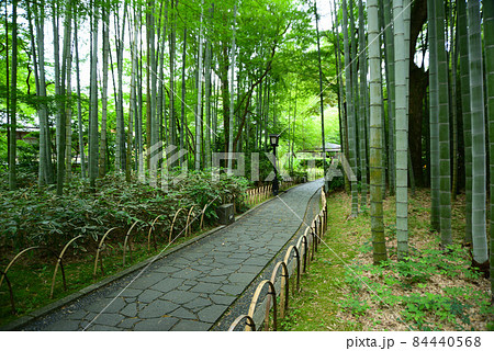 緑涼しい六月の修善寺 緑涼しい六月の修善寺 84440568