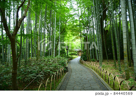 緑涼しい六月の修善寺 84440569
