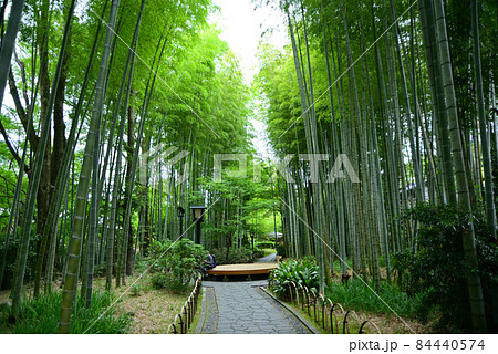 緑涼しい六月の修善寺 84440574