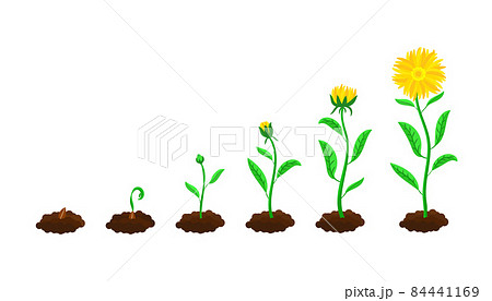 Stages of flower sowing and growing 84441169