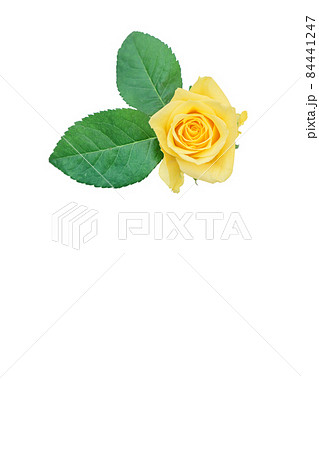 薔薇　黄色　黄色バラ　イエローローズ　バラ　ばら　 84441247