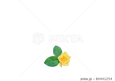 薔薇 黄色 黄色バラ イエローローズ バラ ばら 薔薇 黄色 黄色バラ イエローローズ バラ ばら 84441254