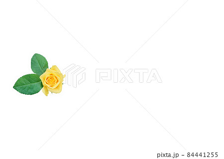 薔薇 黄色 黄色バラ イエローローズ バラ ばら 薔薇 黄色 黄色バラ イエローローズ バラ ばら 84441255
