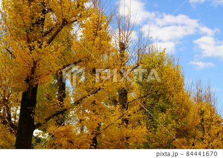 岐阜市の雄日ケ丘公園の紅葉したイチョウ 84441670