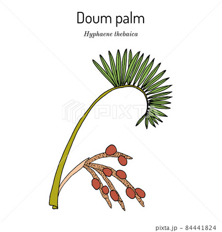 Doum palm or gingerbread tree Hyphaene thebaica , medicinal plant Doum palm or gingerbread tree Hyphaene thebaica , medicinal plant 84441824