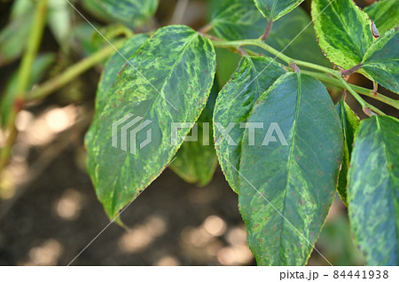 樹木　アメリカイワナンテン・レインボー　ツツジ科 84441938