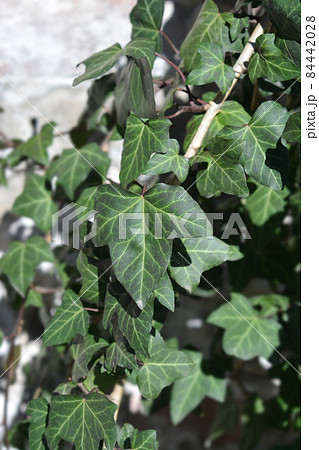 Common ivy 84442028