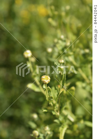 Autumn oxeye Autumn oxeye 84442041