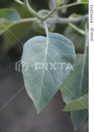 Thorn apple Inka Thorn apple Inka 84442043