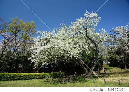 桜咲く頃の横浜根岸森林公園 桜咲く頃の横浜根岸森林公園 84442194