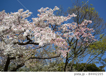 桜咲く頃の横浜根岸森林公園 桜咲く頃の横浜根岸森林公園 84442205