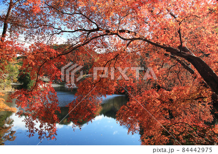 鎌北湖 紅葉 鎌北湖 紅葉 84442975