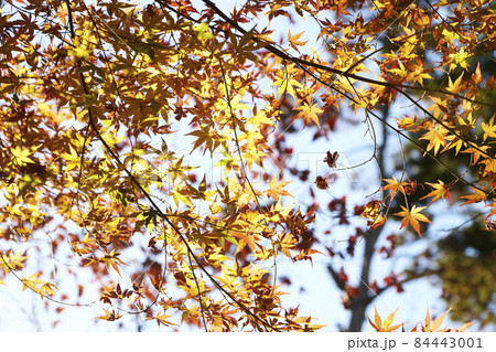 秋の鎌倉 84443001