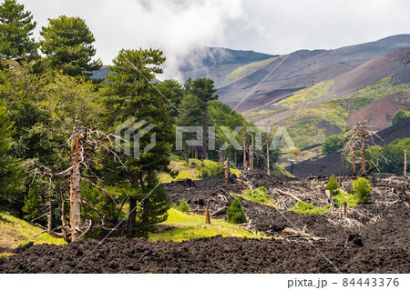 Mount Etna volcanic landscape and its typical vegetation, Sicily Mount Etna volcanic landscape and its typical vegetation, Sicily 84443376