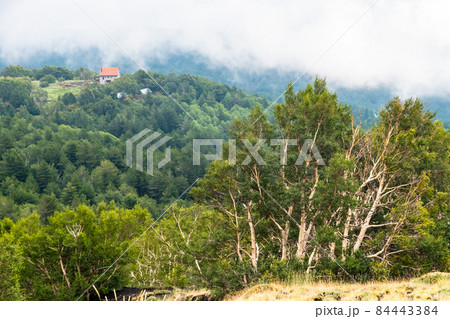 White birch trees on the dark lava soil of Mount Etna volcano, Italy White birch trees on the dark lava soil of Mount Etna volcano, Italy 84443384