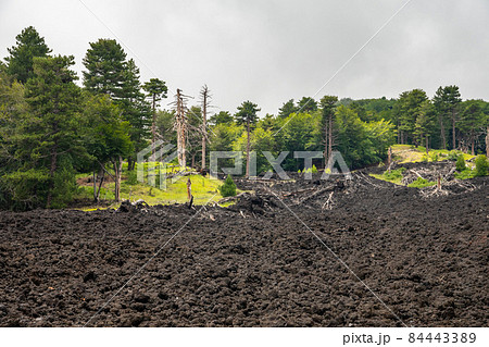 Mount Etna volcanic landscape and its typical vegetation, Sicily Mount Etna volcanic landscape and its typical vegetation, Sicily 84443389