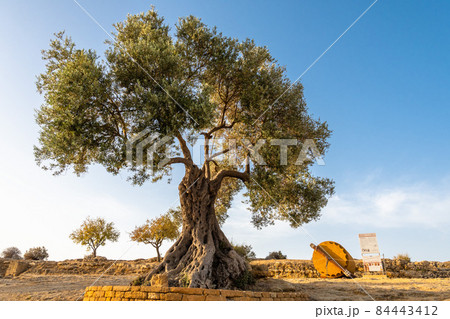 An old olive tree next to the Concordia Temple in Agrigento, Sicily An old olive tree next to the Concordia Temple in Agrigento, Sicily 84443412