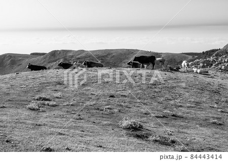 Cows grazing on the top of Rocca del Crasto in the Nebrodi Park, Sicily, Italy 84443414