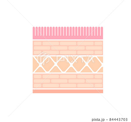 胃壁の断面図イラスト / 健康な胃壁 (文字なし) 84443703