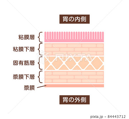 胃壁の断面図イラスト / 健康な胃壁 84443712