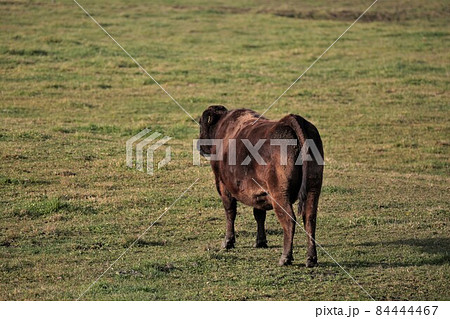 牧場の風景・和牛 84444467