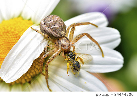 蜂を食べるカニグモの写真素材