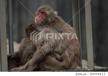 寒いよー 84444613