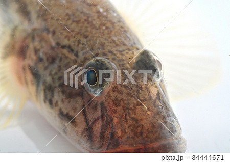 マハゼの顔 マハゼの顔 84444671