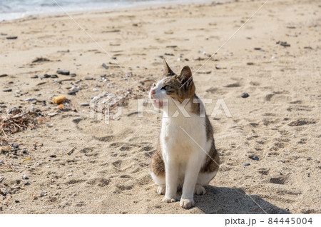 砂浜でくつろぐ猫 84445004