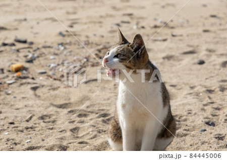 砂浜でくつろぐ猫 砂浜でくつろぐ猫 84445006