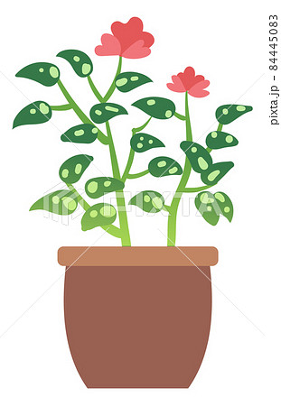 Begonia houseplant. Green home plant with red flowers Begonia houseplant. Green home plant with red flowers 84445083