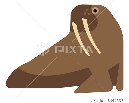 Arctic walrus icon. Marine animal with big teeth 84445374