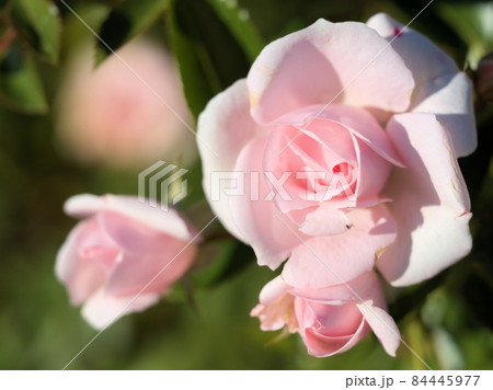淡いピンク色のバラの花「アスピリンローズ」 淡いピンク色のバラの花「アスピリンローズ」 84445977