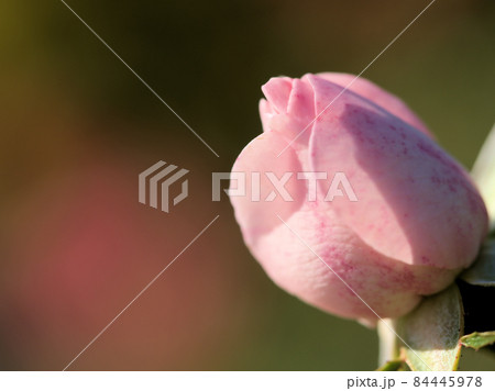 淡いピンク色のバラの花「アスピリンローズ」 84445978
