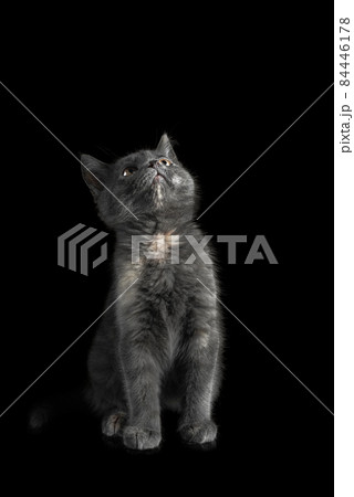 Kitten British breed gray smoky color sitting on an isolated black background with reflection Kitten British breed gray smoky color sitting on an isolated black background with reflection 84446178