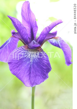 アヤメの花　紫色がきれい　和風の花姿　自然背景　クローズアップ 84446520