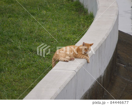 塀の上でくつろぐ猫 塀の上でくつろぐ猫 84446677