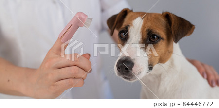 Woman veterinarian brushes the teeth of the dog jack russell terrier with a special brush putting it on her finger. 84446772