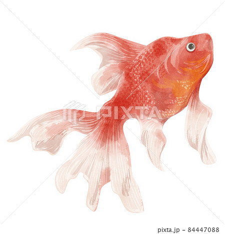 金魚の手描き水彩風イラストのイラスト素材
