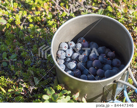 Metal titanium mug full of ripe blue berries of European blueberry or bilberry, lying on the green forest ground in natural sunlight, selective focus Metal titanium mug full of ripe blue berries of European blueberry or bilberry, lying on the green forest ground in natural sunlight, selective focus 84447346