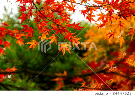 四国霊場第六十六番札所　紅葉の雲辺寺 84447625