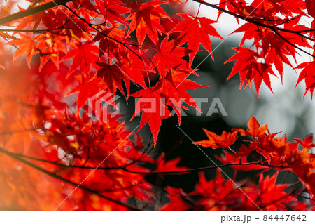 四国霊場第六十六番札所　紅葉の雲辺寺 84447642