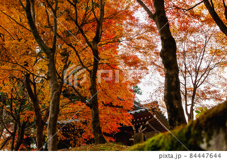 四国霊場第六十六番札所　紅葉の雲辺寺 84447644