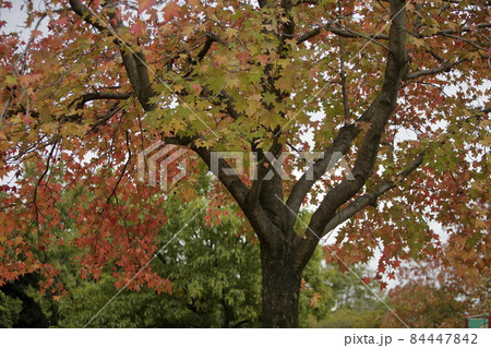 大牟田市　諏訪公園　紅葉、 84447842