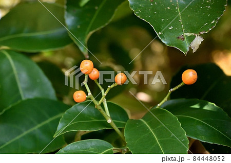 ソヨゴの実の写真素材