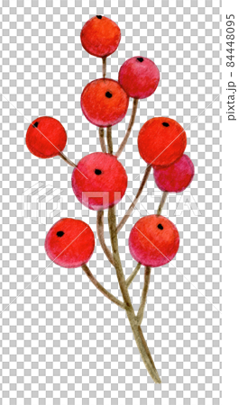 Watercolor illustration of holly Watercolor illustration of holly 84448095