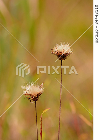 アザミの花は枯れてもきれい アザミの花は枯れてもきれい 84448110